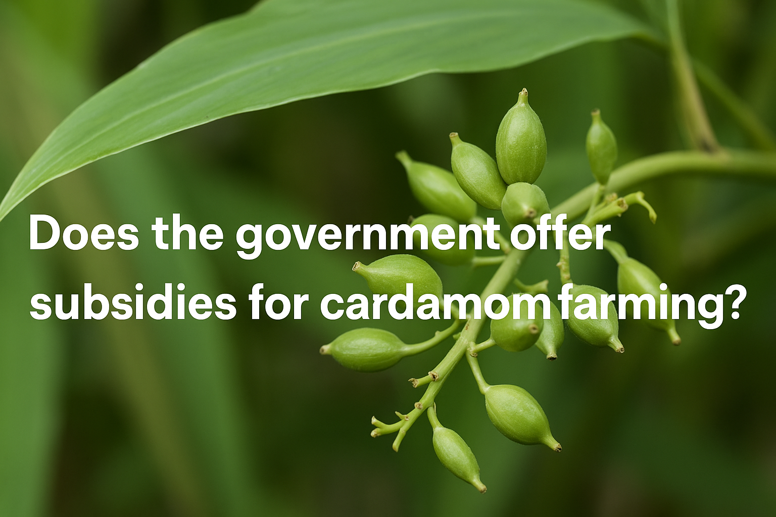 Does the government offer subsidies for cardamom farming?