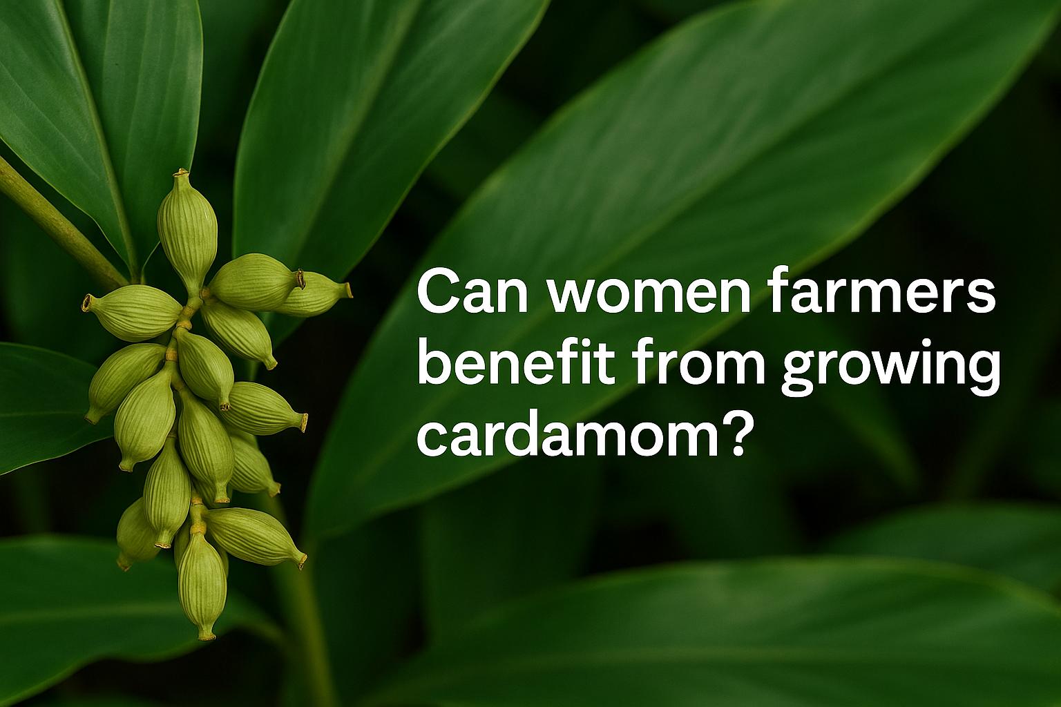 Can women farmers benefit from growing cardamom?